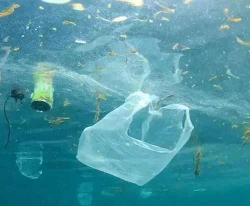 Single-use plastic bag shown to highlight the eco-friendly Advantages of Muslin Bags